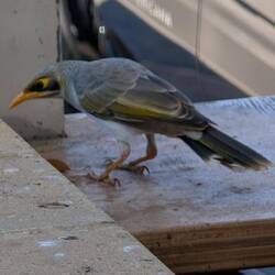 Gelbstirn - Schwatzvogel