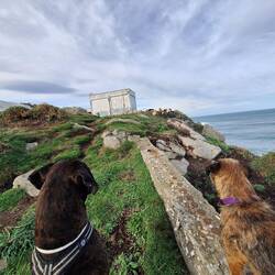 😨 Ziegen - Herdenschutzhund