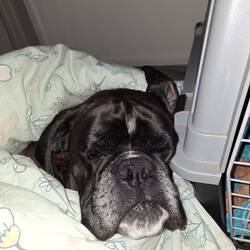 Dicke, wunde Pfoten. Sand ist bei dem Futter wohl nicht förderlich