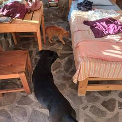 Wir bekommen neue Mitbewohner.