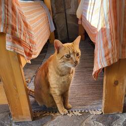 Gibt es hier auch etwas zu essen? 🐱