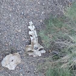 Darf in keiner Wüste fehlen.