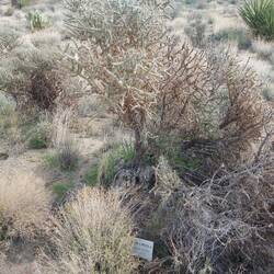 Bleistift Kaktus ... Streber, ich weiß.