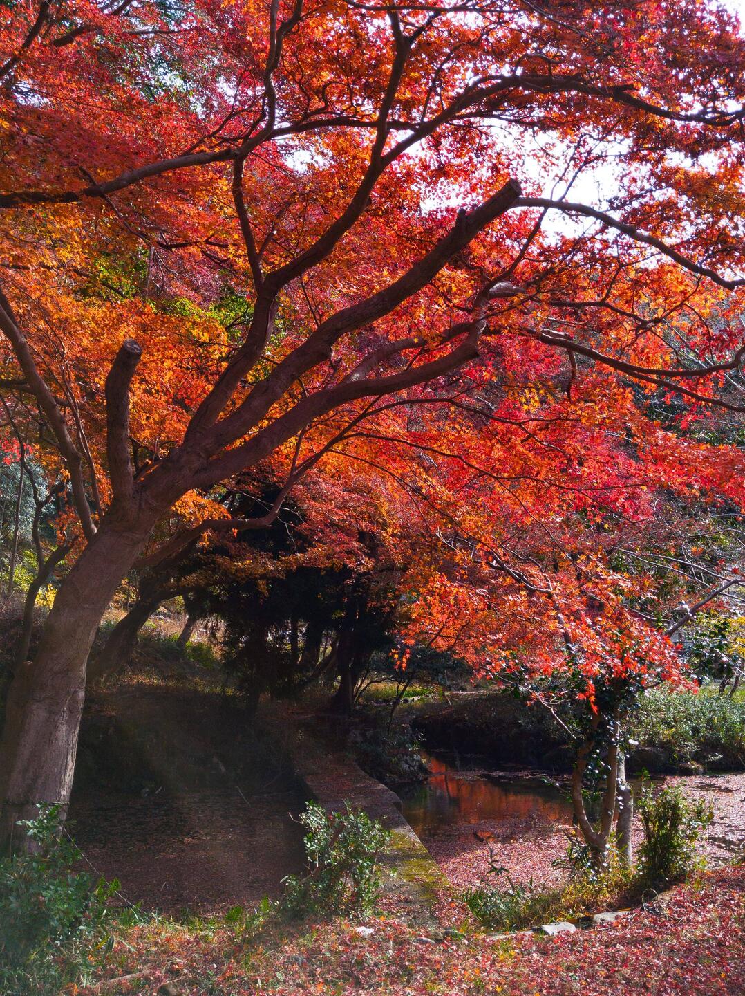 At the bottom cable car station there was a momiji walk