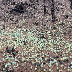 Kurz vor dem Ziel lauter kleine Baby Pinien 🌲
