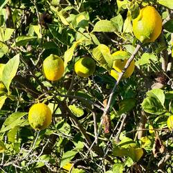 noch nicht ganz reif