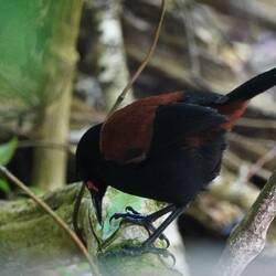 North Island Saddleback