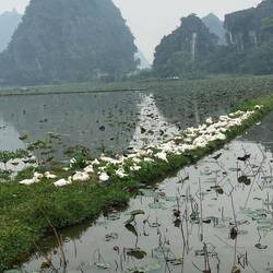 So many ducks around