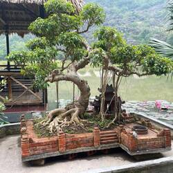 Love the bonsai