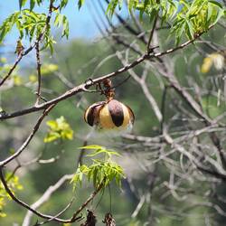 Samenkapsel eines Australischen Kapokbaums / Seed capsule of an Australian kapok tree / Bush Cotton