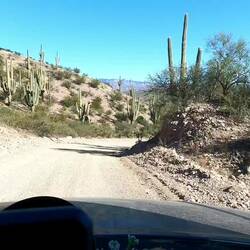Überall hier die riesigen Saguaros