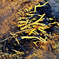 Chli Holzvorrat. Das gibt ein schönes Feuer 🔥