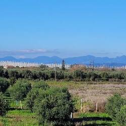 Im Hintergrund die Masten der Segelboote der Cleopatra Marina