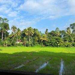 Spaziergang durch die Reisfelder