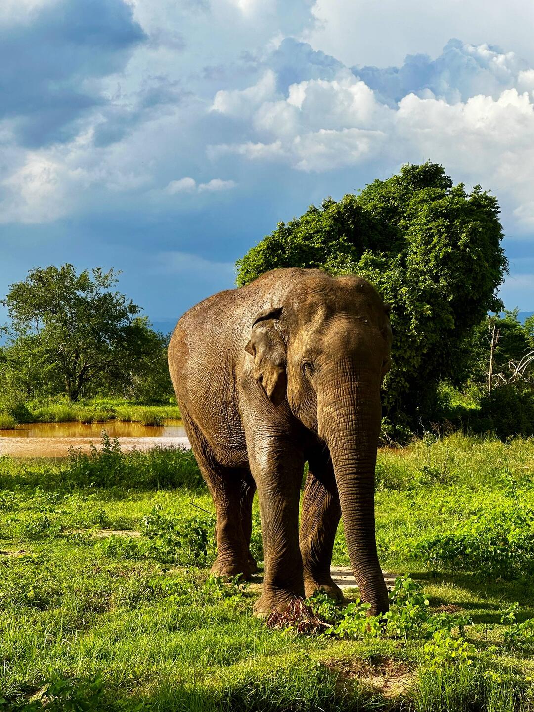 Safari in Udawalawe Nationalpark