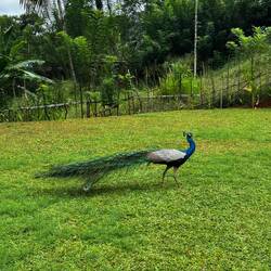 Täglicher Besucher in unserem Garten 🥰