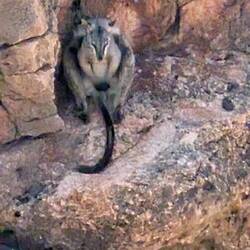 Rockwallaby
