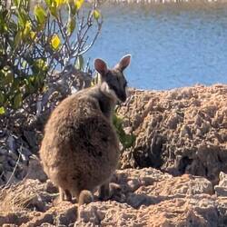 Rockwallaby