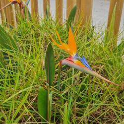 Und unsere neue, alte Lieblingsblume. Wir holen uns noch einen Ableger