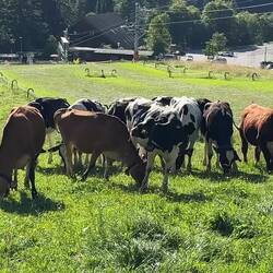 The source of the milk for making cheese — Moléson-sur-Gruyères, Switzerland.