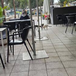 Katzen ohne Ende hier. Mit Milo hätten wir abreisen können 😏