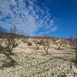 Les amandiers, ça pousse surtout dans les terres-sans-terre-en-caillasses