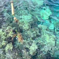 Viele bunte Fische 😃