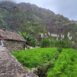 Im Dorf werden Möhren, Bananen und Zuckerrohr angebaut.