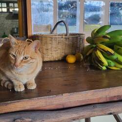 Abschied von Kater Diego.