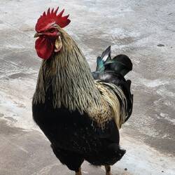 Wir trinken Kaffee im "Hühnerhof".