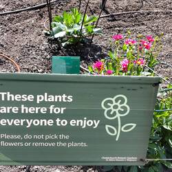 Dahlien Gefängnis, mit hohem Zaun...