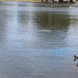 Die waren toll, immer taucht eins auf und eins unter!