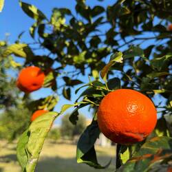 Leider noch nicht reif, noch total sauer