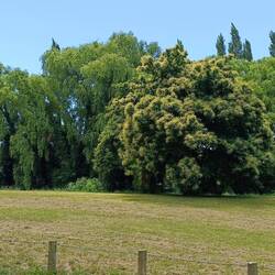 Tai Tapu -Rhodes Park Reserve