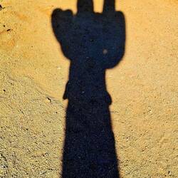 Schatten eines Saguaros