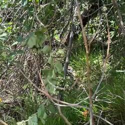 De California Quail, met een geinige kuif op zn kop
