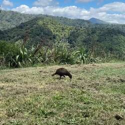 De Weka (broertje van de Kiwi)