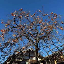 Wo wachsen Kaki ? 🤔 Auf Bäumen.