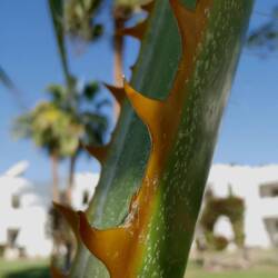 Sharp like Shark teeth!