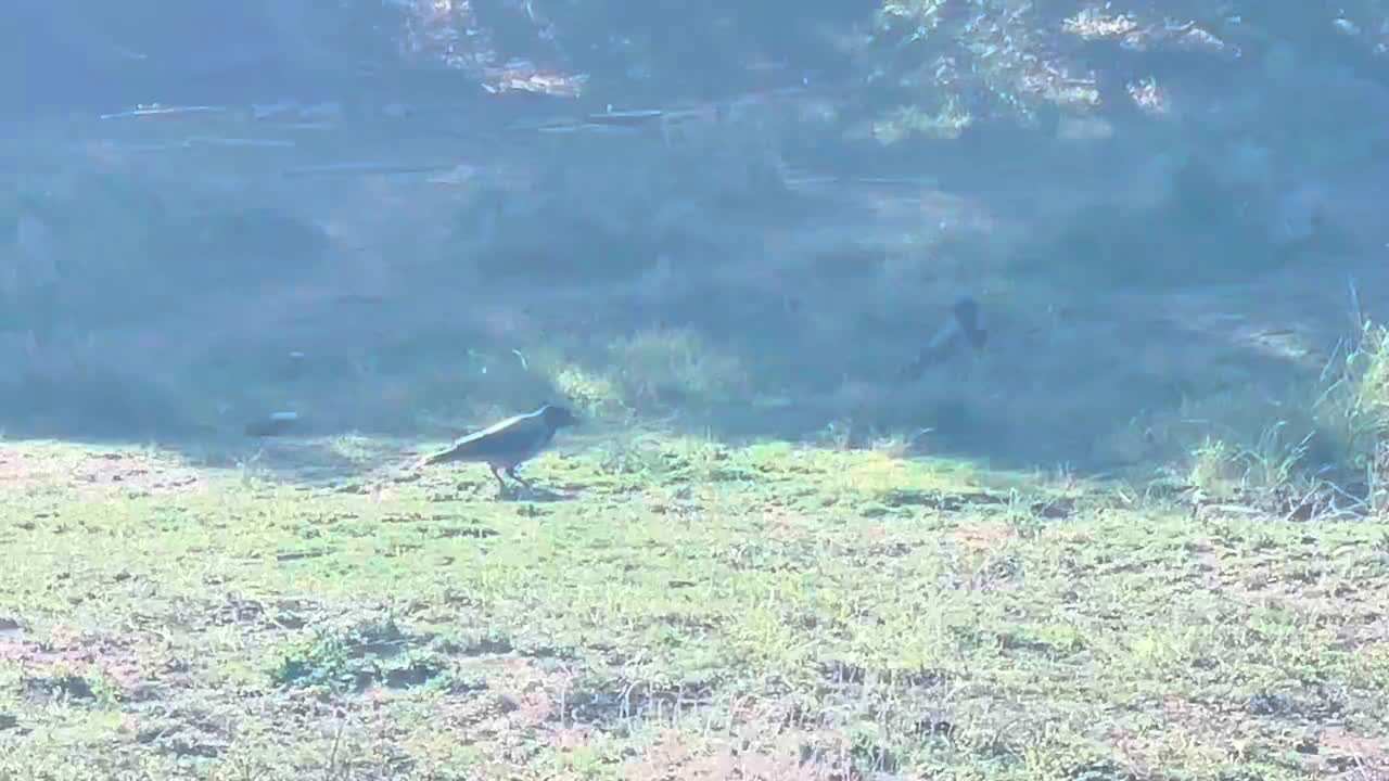 Große Raben 🐦‍⬛ wohnen auch hier 🥰