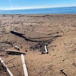 ..viele verlassene Nester der jährlich wiederkehrenden Meeres-Schildkröten😍