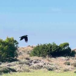 ..vielen Deutschen und uns gefällt es hier zu wohnen 😊