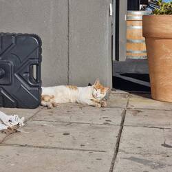 "Warum störst du mein Sonnenbad?!"