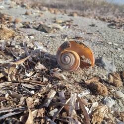 Mehr als Faustgross -> Alex Faust ;) .