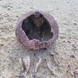 Seeigel von Innen und die Einzelteile.