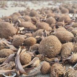 Netunbälle (von klitze klein bis Tennisballgross)