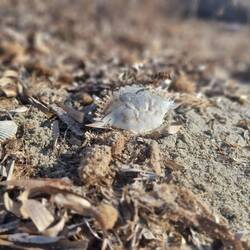 Auch viele leere Krabenpanzer lagen am Strand.