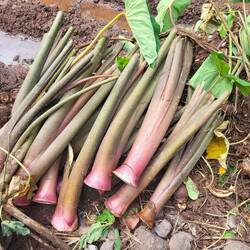 Hier wurde bereits geerntet.