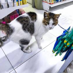 Sie gehört zum Inventar des Mini-Ladens