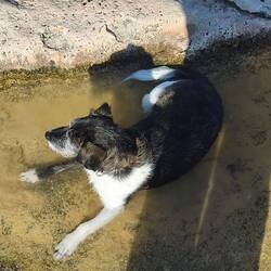 Peppi sucht die Abkühlung